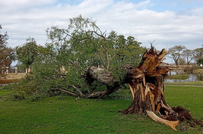 El temporal derribó árboles añejos en el Parque Mitre de Concordia