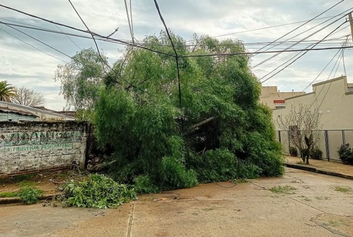 Temporal en Concordia: árbol cayó sobre un muro y bloqueó Asunción y Colón
