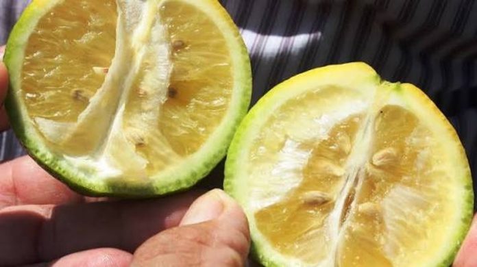 HLB en Entre Ríos: casi la mitad de las muestras vegetales dieron positivo