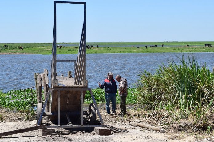 Casi 500.000 cabezas: el desafío de mover la hacienda de isla por El Niño