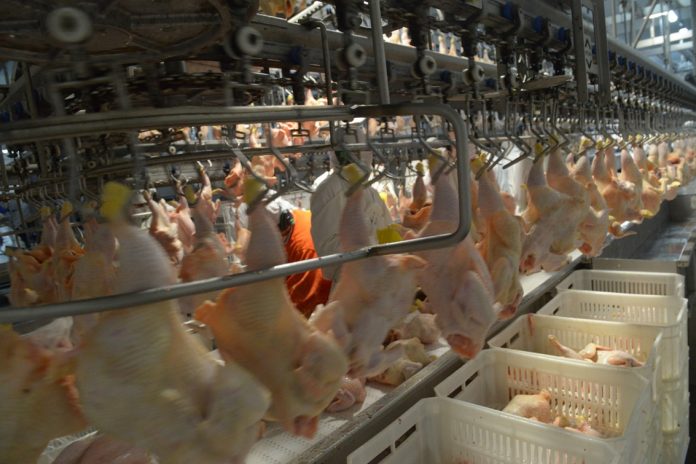 Argentina recupera el mercado del Reino Unido para la carne aviar