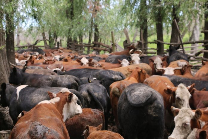 El Niño en alerta: 492.000 cabezas buscan tierra firme en Entre Ríos