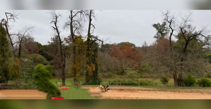 Parque San Carlos: restringen el paso frente al Botánico por árboles en riesgo