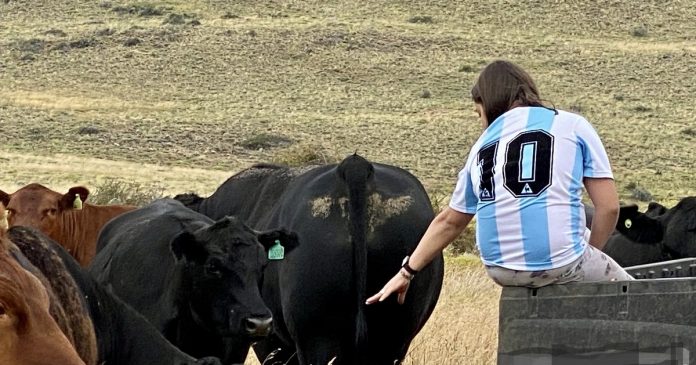 Créditos a valor producto para genética ganadera: qué ofrece el Gobierno