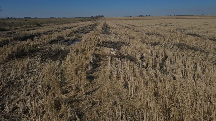 San Salvador: el arroz en crisis, de 700 productores quedaron 140