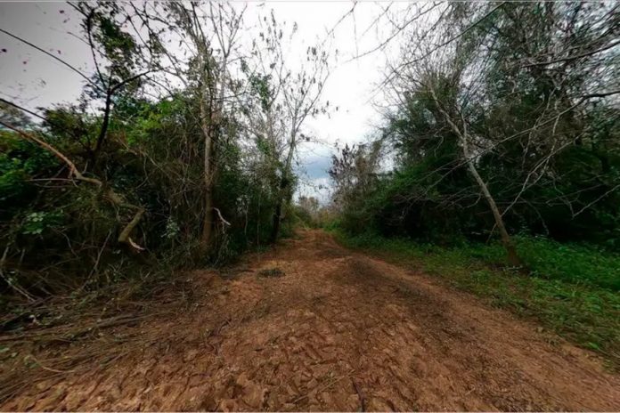 Tala ilegal en Paso Vera Norte: la Justicia ya investiga el daño al monte nativo