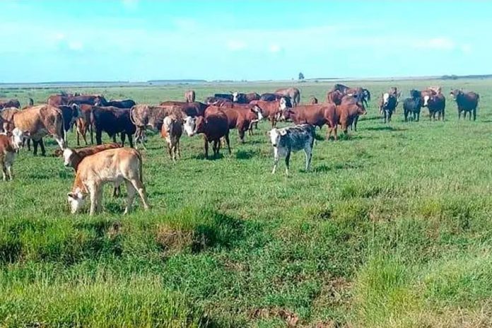 Robaron 50 vacas en Pirayú mientras el dueño se recuperaba de un accidente