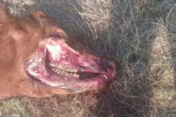Mutilación de bovinos: hallaron una vaca con cortes extraños en Nogoyá