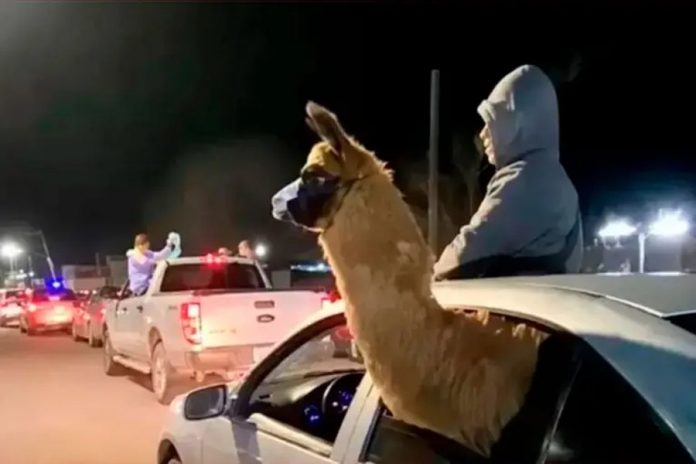 Festejos mundialistas con llama en el auto: el penitenciario que se pasó de la raya