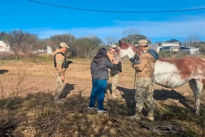 Rescataron una yegua preñada en Villa Elisa: investigan a su dueño por maltrato