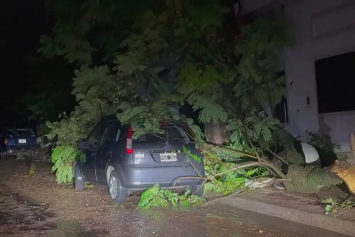 Temporal en Colón: árboles caídos, daños en la Fiesta del Turista y choque en ruta