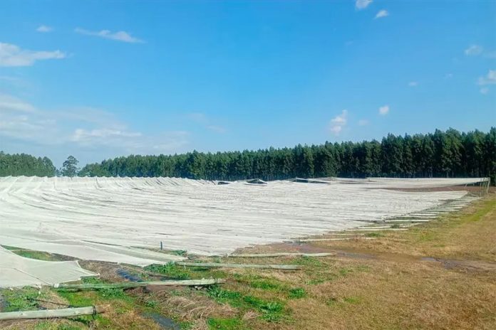 Temporal en Concordia: $300 millones de pérdidas en una quinta de arándanos