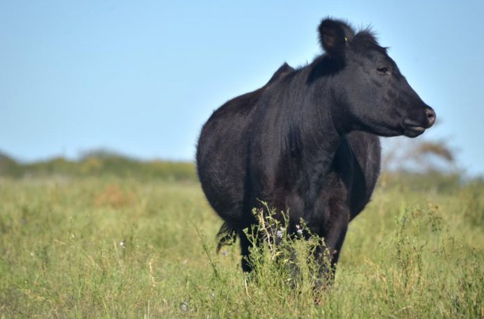 El Gobierno lanzó un sistema obligatorio para rastrear cada producto veterinario