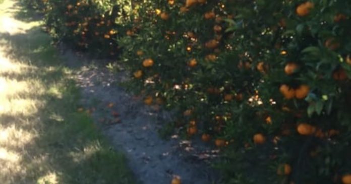 Crisis citrícola en Entre Ríos: la fruta que se queda en la planta