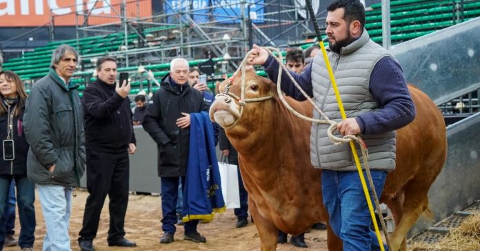La raza francesa que conquista Palermo con 65% de carne al gancho