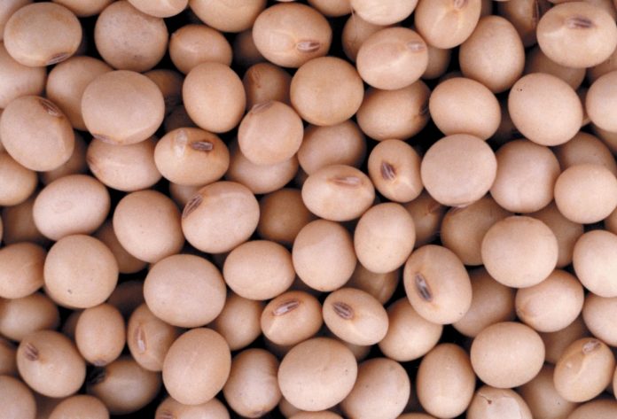 Argentina aprobó una nueva soja GM con tolerancia a herbicidas