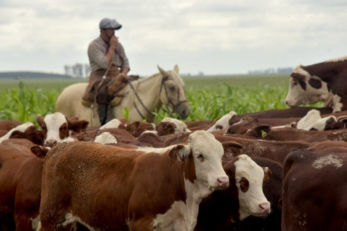 El Gobierno lanzó TRAZA, el sistema de trazabilidad para el ganado