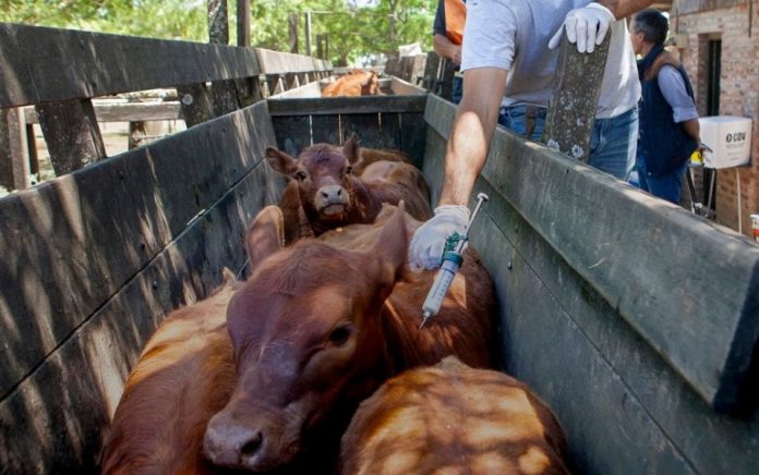Vacunación antiaftosa 2026 en Entre Ríos: terminó con señales de alerta