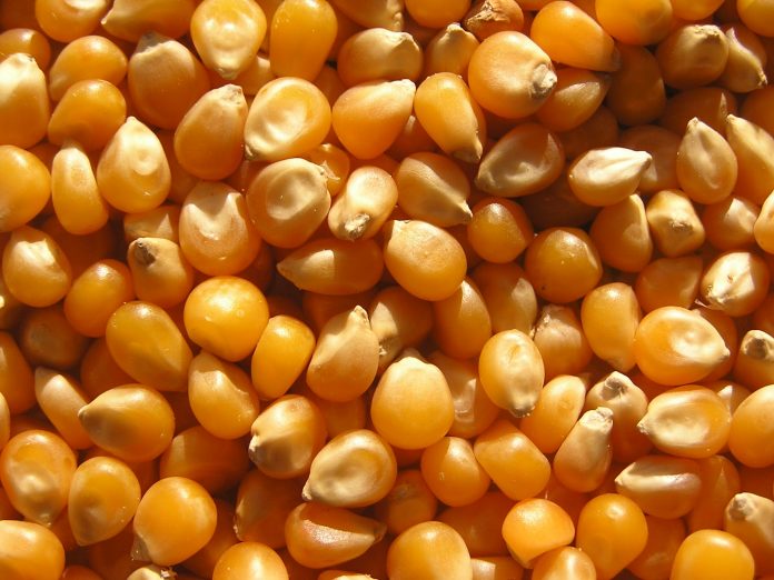 Maíz 2026/27: el campo apunta a sostener 8,4 millones de hectáreas