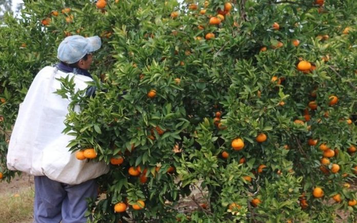 Citricultura entrerriana en alerta: 50 pesos el kilo y 20.000 empleos en riesgo