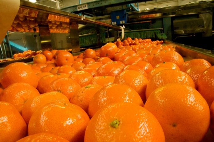 Argentina abre el mercado panameño para cítricos entrerrianos