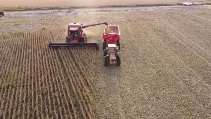 Entre Ríos batió su récord agrícola: el mejor en 25 años