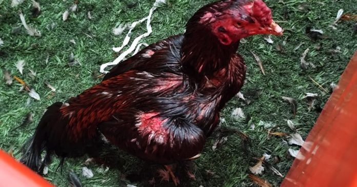 Rescataron más de 100 gallos en un local de Brandsen con peleas clandestinas