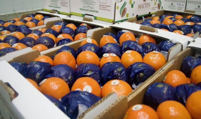 La citricultura del NEA al límite: costos en dólares y mercados perdidos