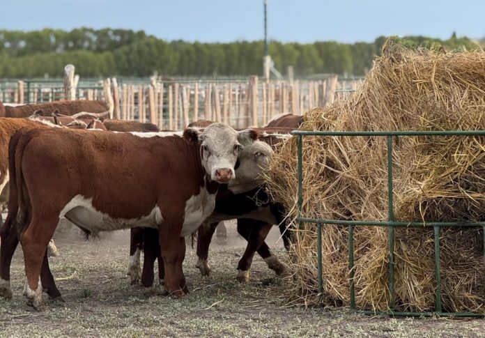 SENASA simplifica la inscripción de feedlots: menos papeles, misma fiscalización