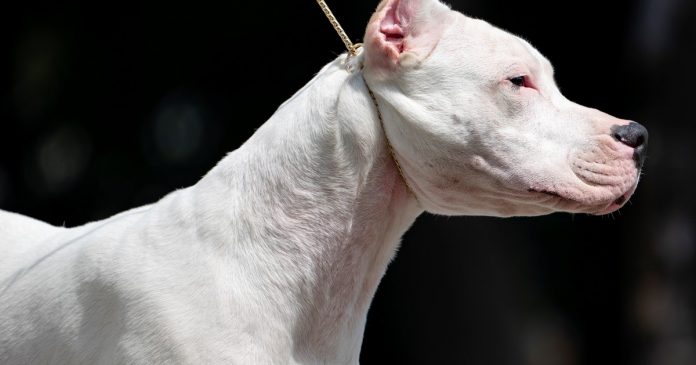 Un dogo atacó a un nene de 2 años en Córdoba: terapia intensiva