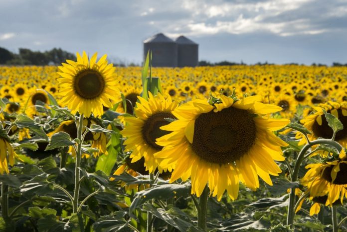 Agroindustria argentina: exportaciones a la UE crecieron 30% en el primer semestre
