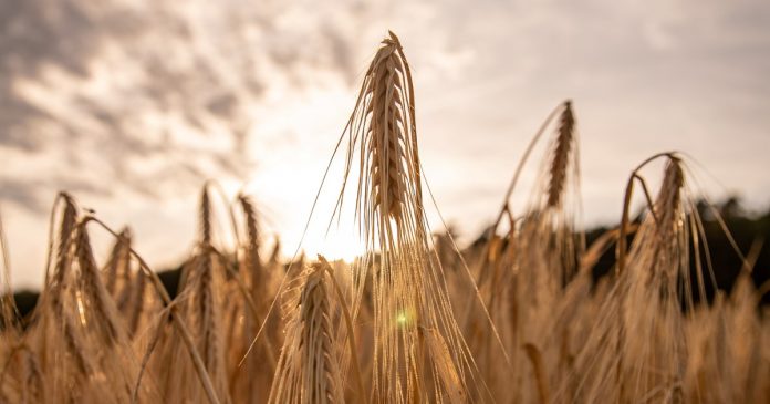 El trigo toca máximos desde 2024 y arrastra al maíz y la soja
