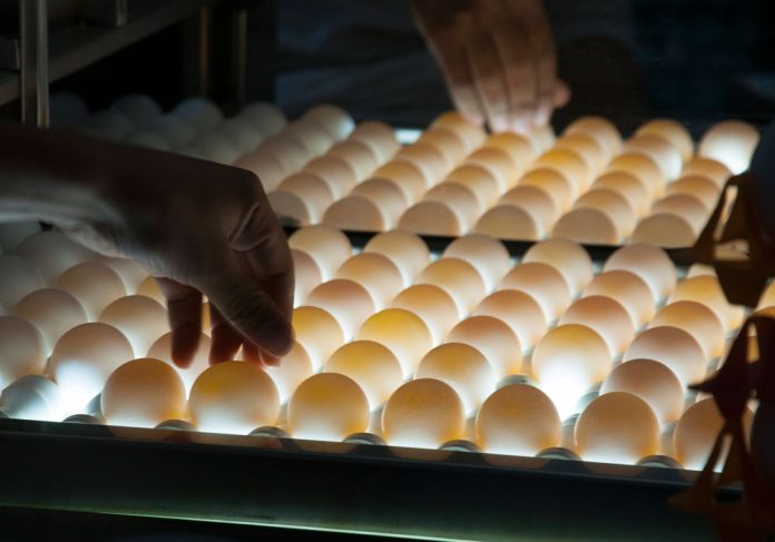 Entre Ríos consumió casi 1,7 millones de toneladas de soja en 2025
