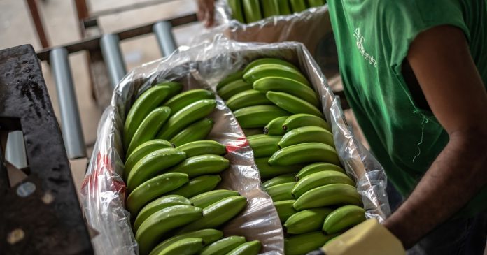 La banana subió 55%: el Cristo Redentor cerrado un mes sacudió los precios
