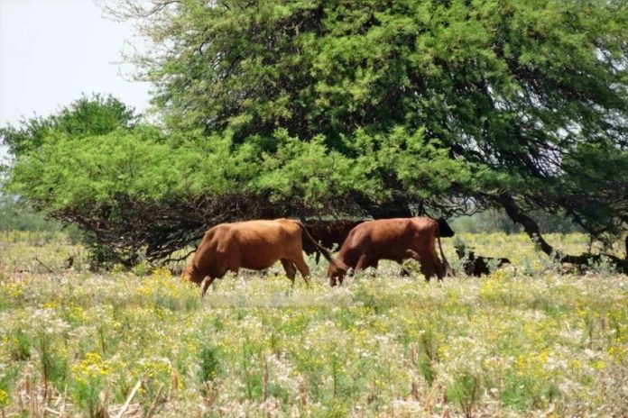 UNER y FAO unen bosques nativos y ganadería en Federal con USD 100.000
