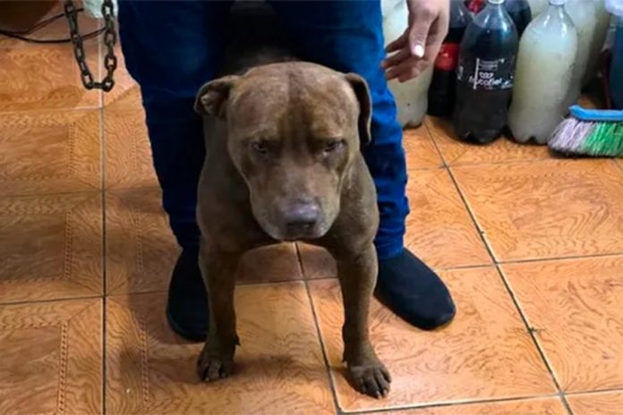 65 puntos en la cara: otro nene atacado por un pitbull en Córdoba