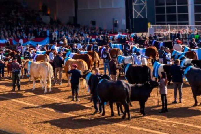 La ganadería entrerriana brilló en Palermo con 34 cabañas y genética de punta