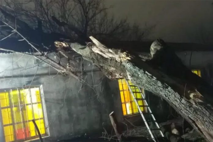 Un árbol cayó sobre el ala de Maternidad del Hospital Centenario