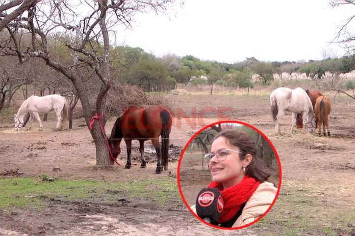 Día de las Infancias con caballos: jornada gratuita este domingo