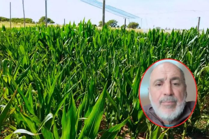 Maíz en Entre Ríos: buenas perspectivas y poca chicharrita para la campaña