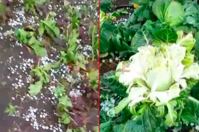 Granizo en Nogoyá: golpeó silobolsas y reservas de un tambero