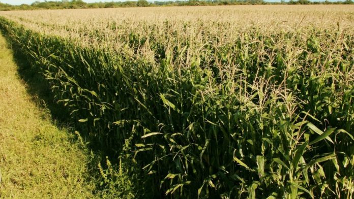 La tierra agrícola en zona núcleo toca máximos nominales de 15 años