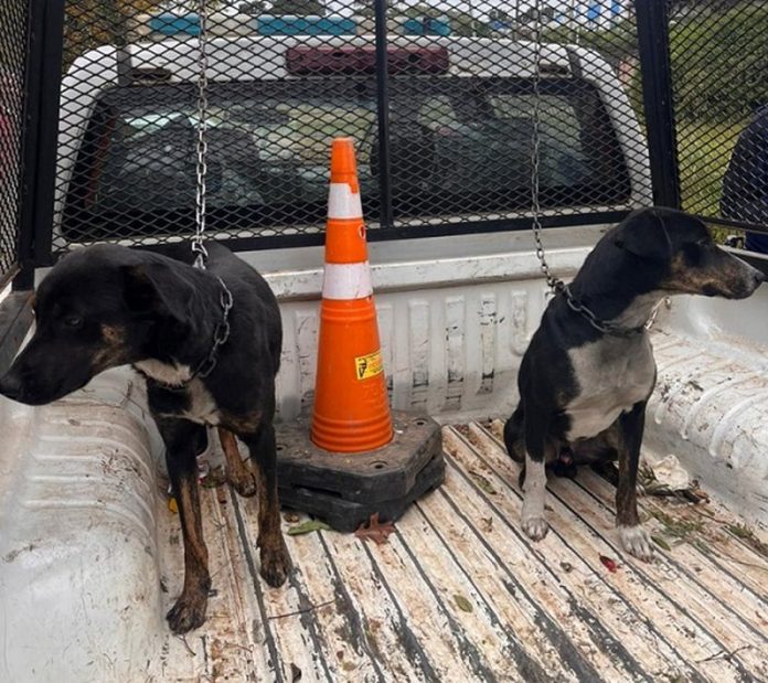 Maltrato animal: cómo denunciar y por qué las redes no alcanzan