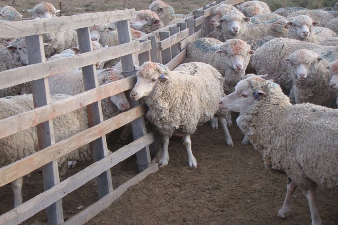 Créditos a tasa cero para jóvenes productores ovinos y caprinos en Entre Ríos