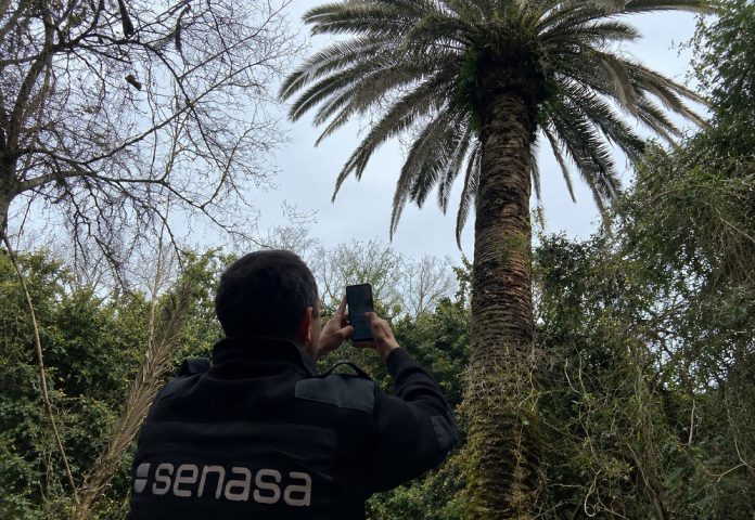 Entre Ríos bajo emergencia fitosanitaria por el Picudo rojo de las palmeras