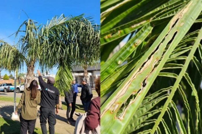 Alerta en Entre Ríos: detectaron el picudo rojo cerca de los palmares del Uruguay