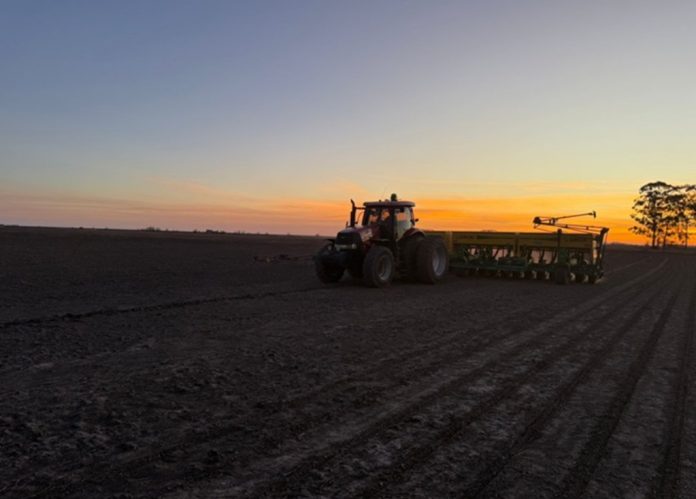 Arrancó la siembra de maíz y girasol en Entre Ríos
