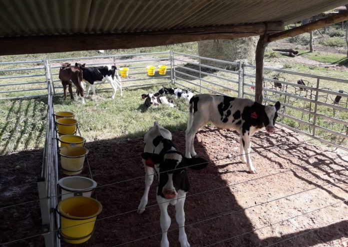 Menos tambos, más leche: la paradoja que sacude a Santa Fe