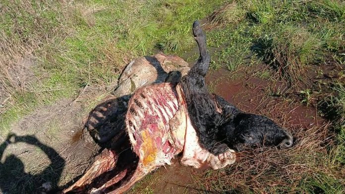 Abigeato en Bovril: 9 animales robados y 18 millones en pérdidas