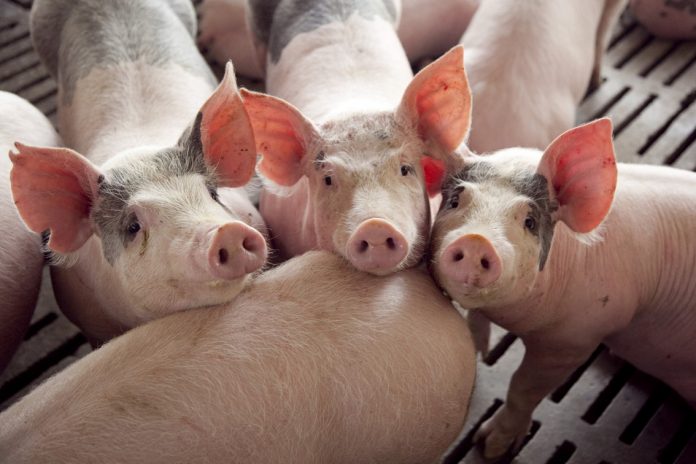 Créditos en Valor Producto: $67.000 millones para 440 productores del país
